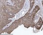 Anti-delta 1 Catenin/CAS/CTNND1 Antibody Picoband™ (monoclonal, 8G7E4)
